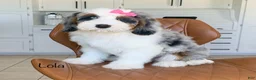 Mini Bernedoodle dogs for sale: Lola - Ad 1