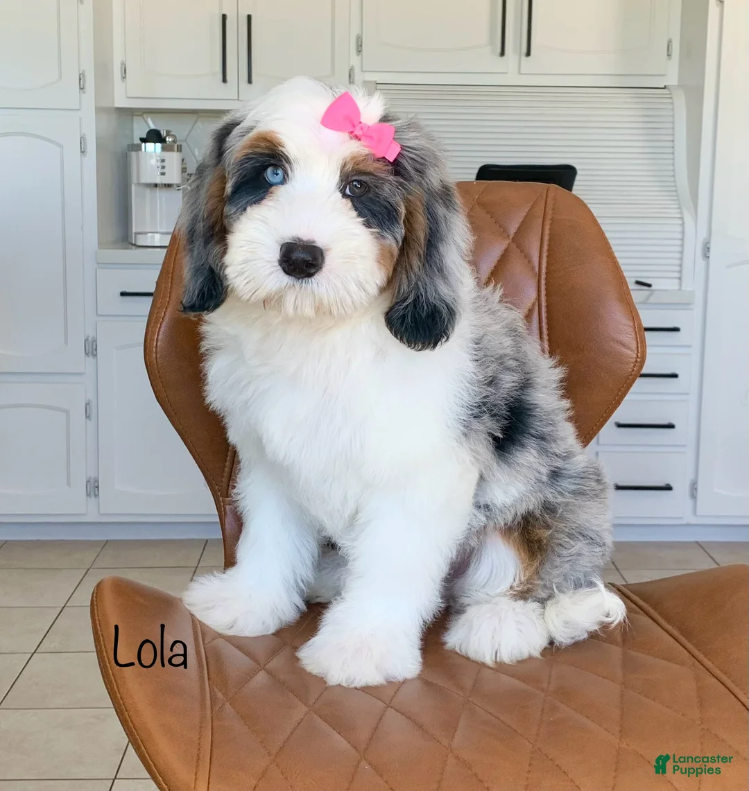 Mini Bernedoodle dogs for sale: Lola - Ad 1