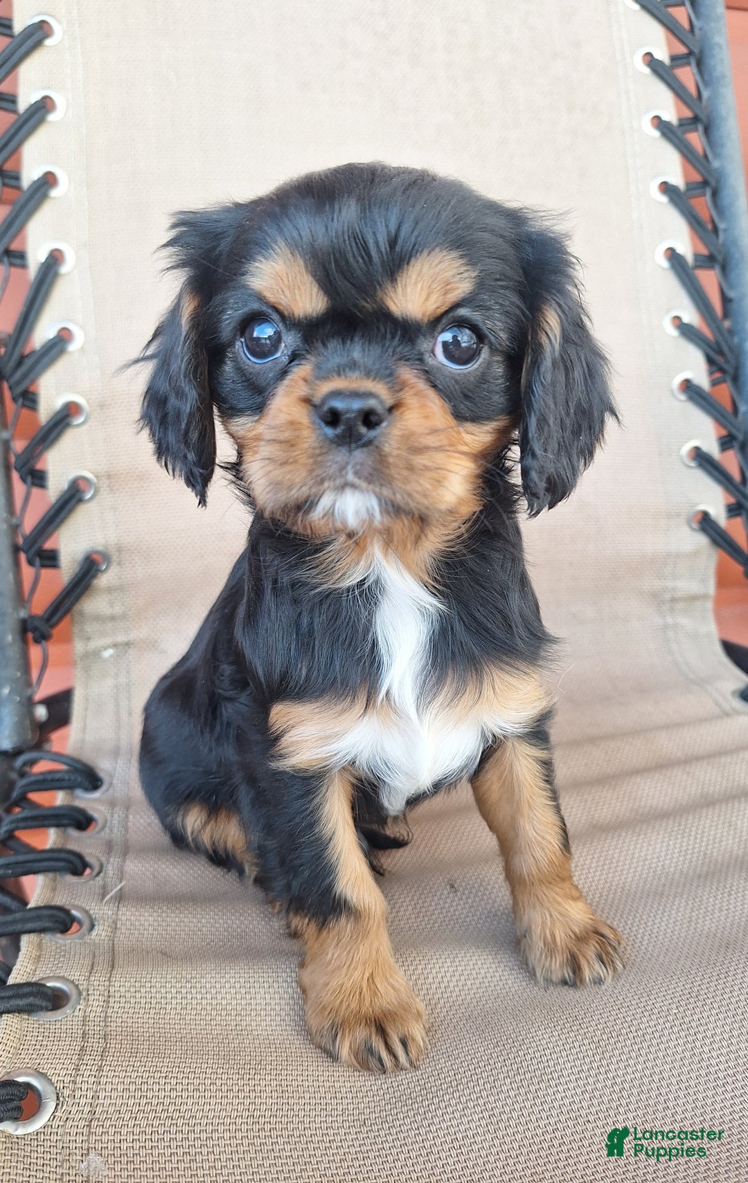 Cavalier King Charles Spaniel dogs for sale: Arlo - Ad 4