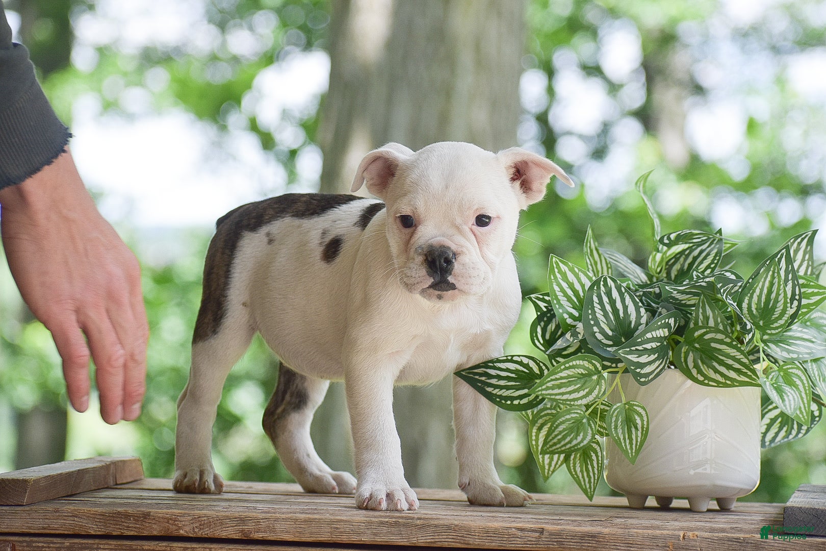 Olde English Bulldogge dogs Apple - Ad 1