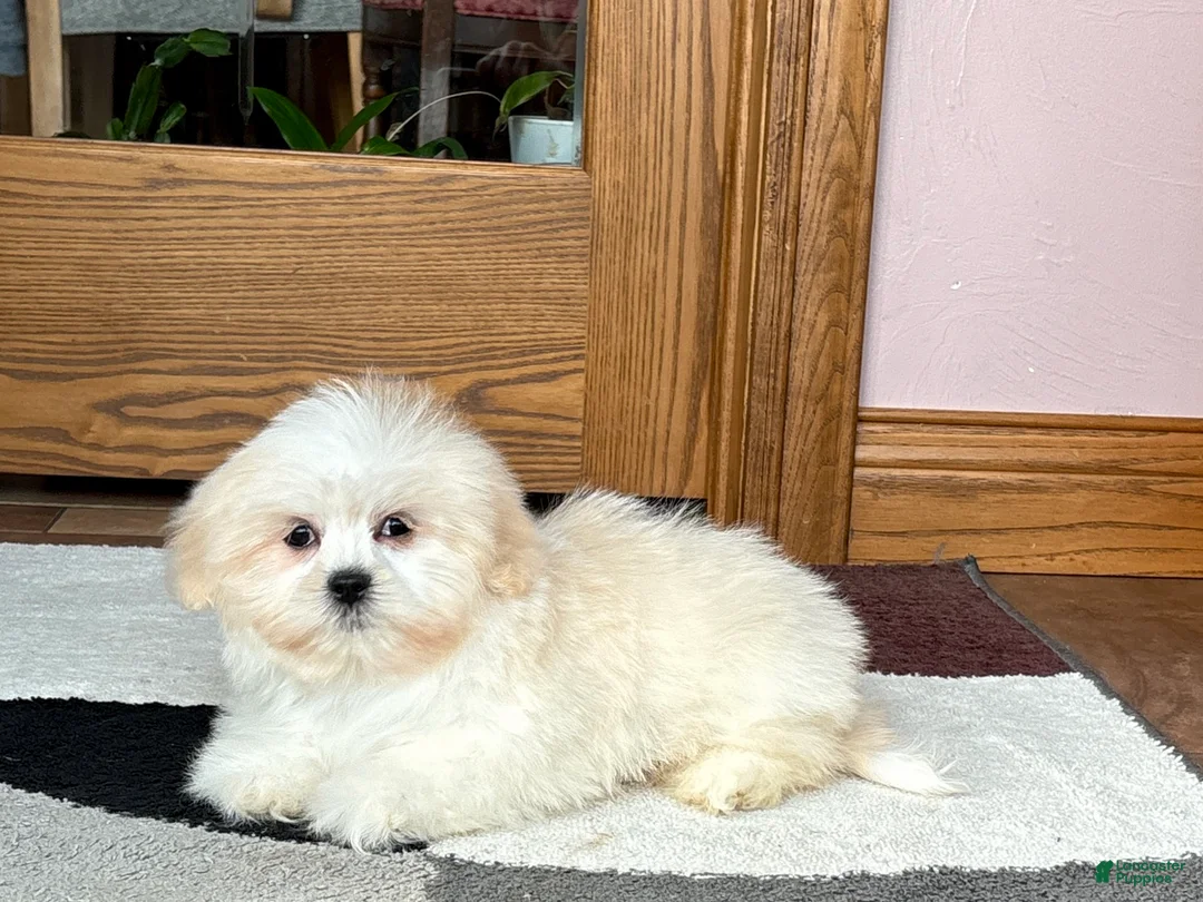 Lhasa Apso dogs for sale: Laura - Ad 8