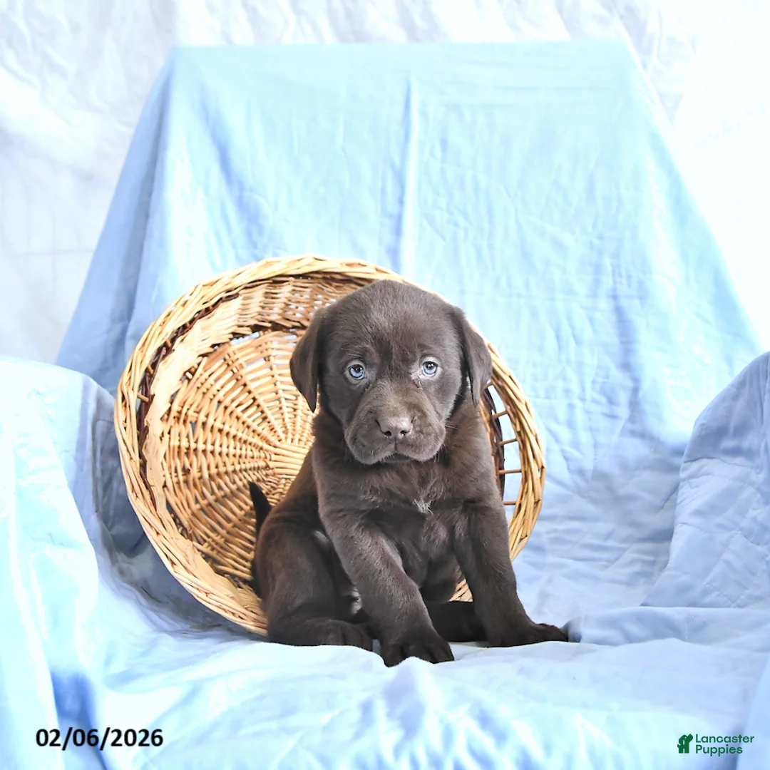 Labrador Retriever dogs for sale: Diana - Ad 2