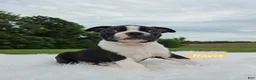 Boston Terrier dogs for sale: Hayes - Ad 4
