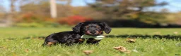 Miniature Dachshund dogs for sale: Cocktail - Ad 5
