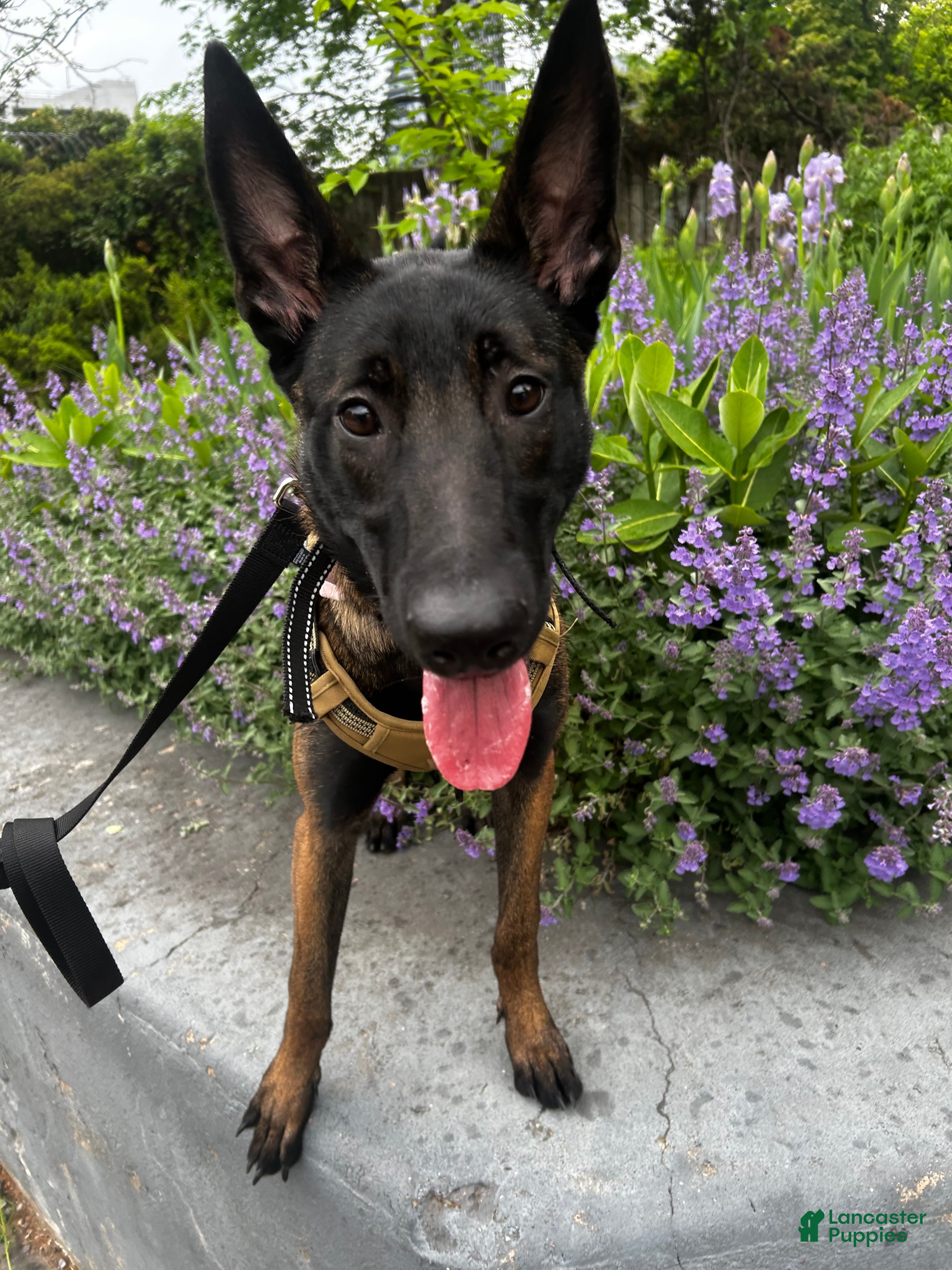 Belgian Malinois dogs Belgian Malinois 1 - Ad 8