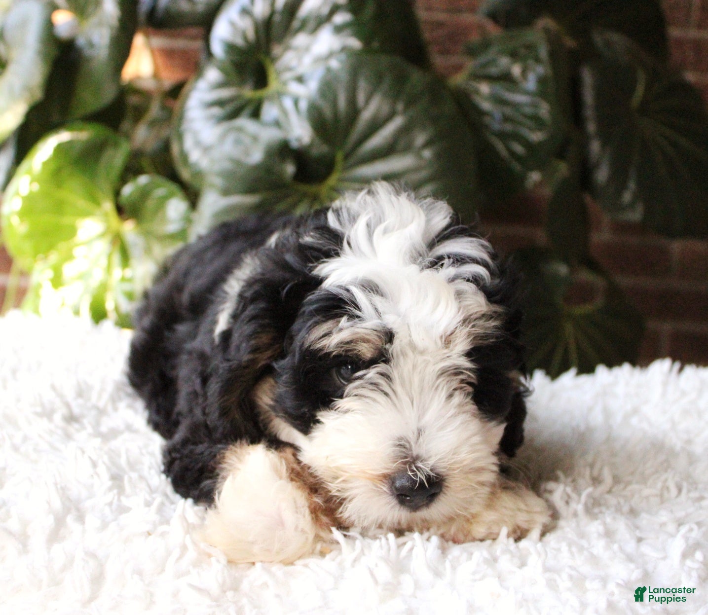 Mini Bernedoodle dogs Dexter  - Ad 2