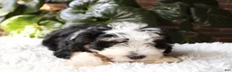Mini Bernedoodle dogs for sale: Dexter  - Ad 2