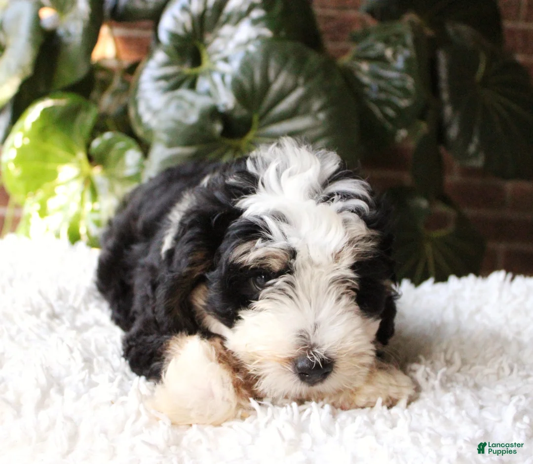 Mini Bernedoodle dogs for sale: Dexter  - Ad 2