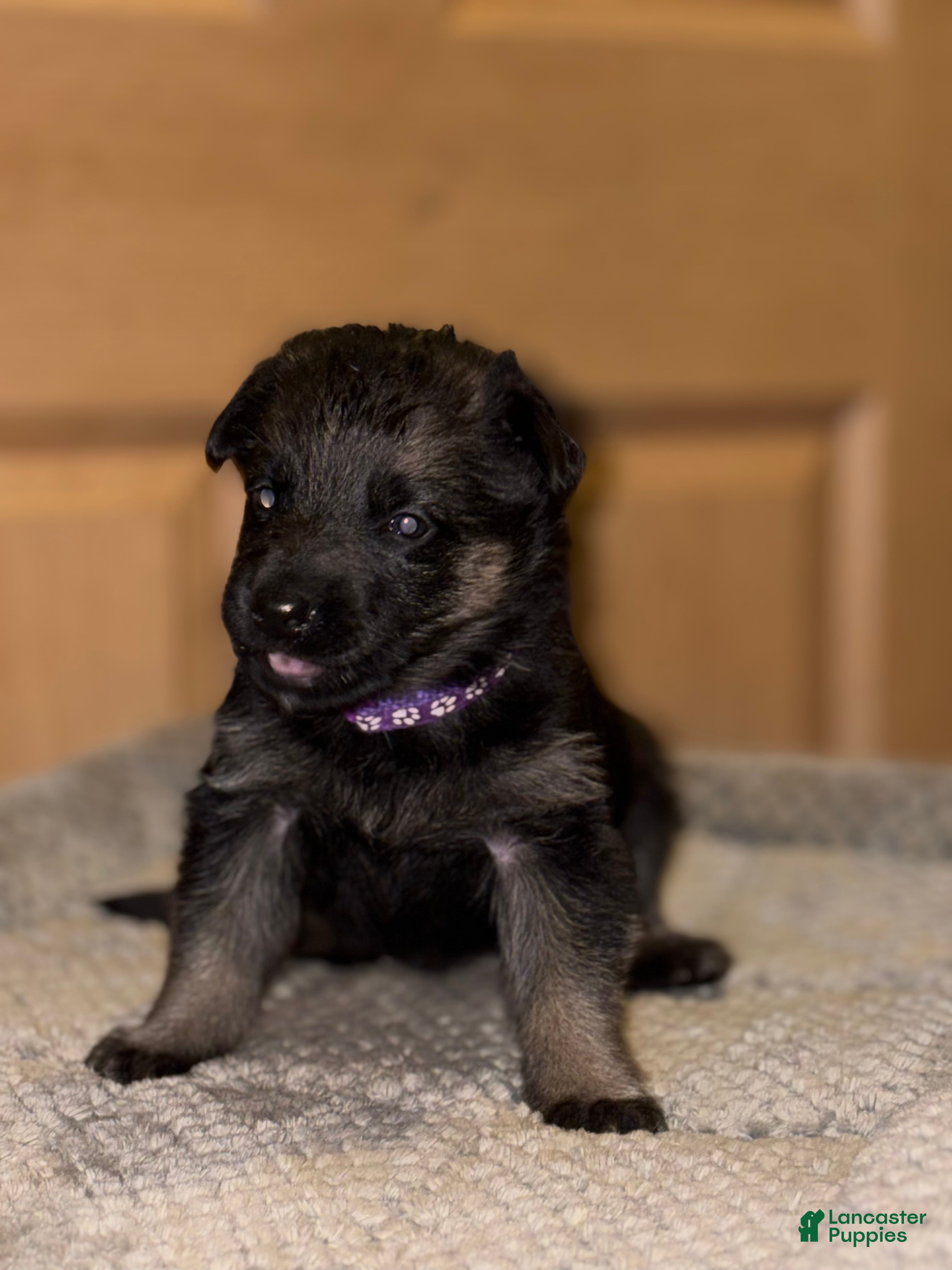 German Shepherd dogs Purple Collar Female 12-30 - Ad 12