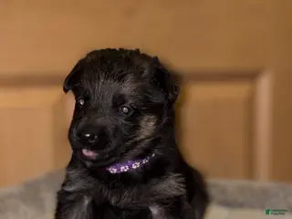German Shepherd dogs Purple Collar Female 12-30 - Ad 12