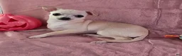 Chihuahua dogs for sale: Nana - Ad 7