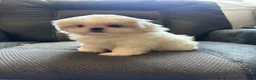 Mixed Breed dogs for sale: Peki-tzu aka pikachu pups female - Ad 3