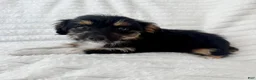 Mixed Breed dogs for sale: Pearl  - Ad 2
