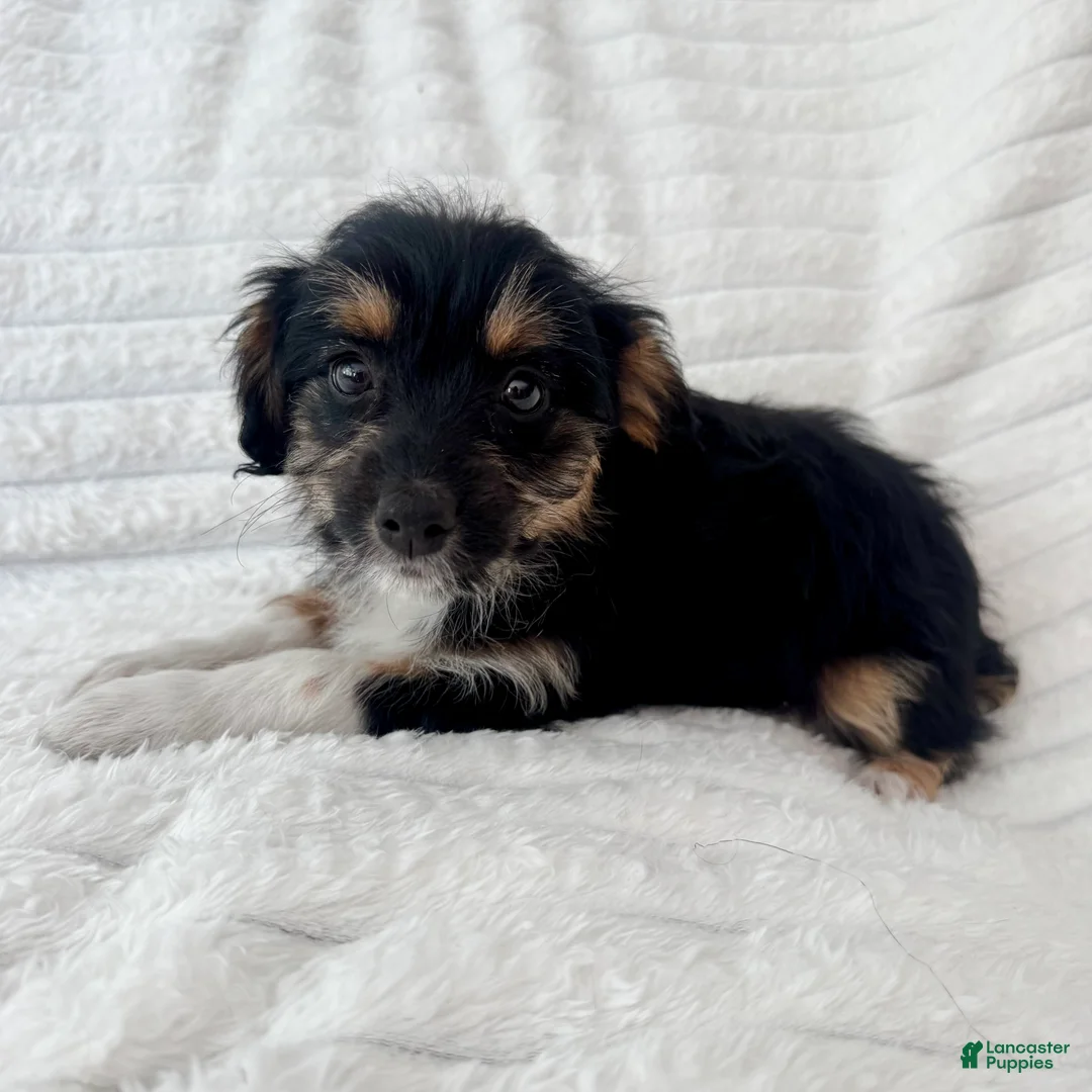 Mixed Breed dogs for sale: Pearl  - Ad 2