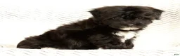 Yochon dogs for sale: Oreo - Ad 3
