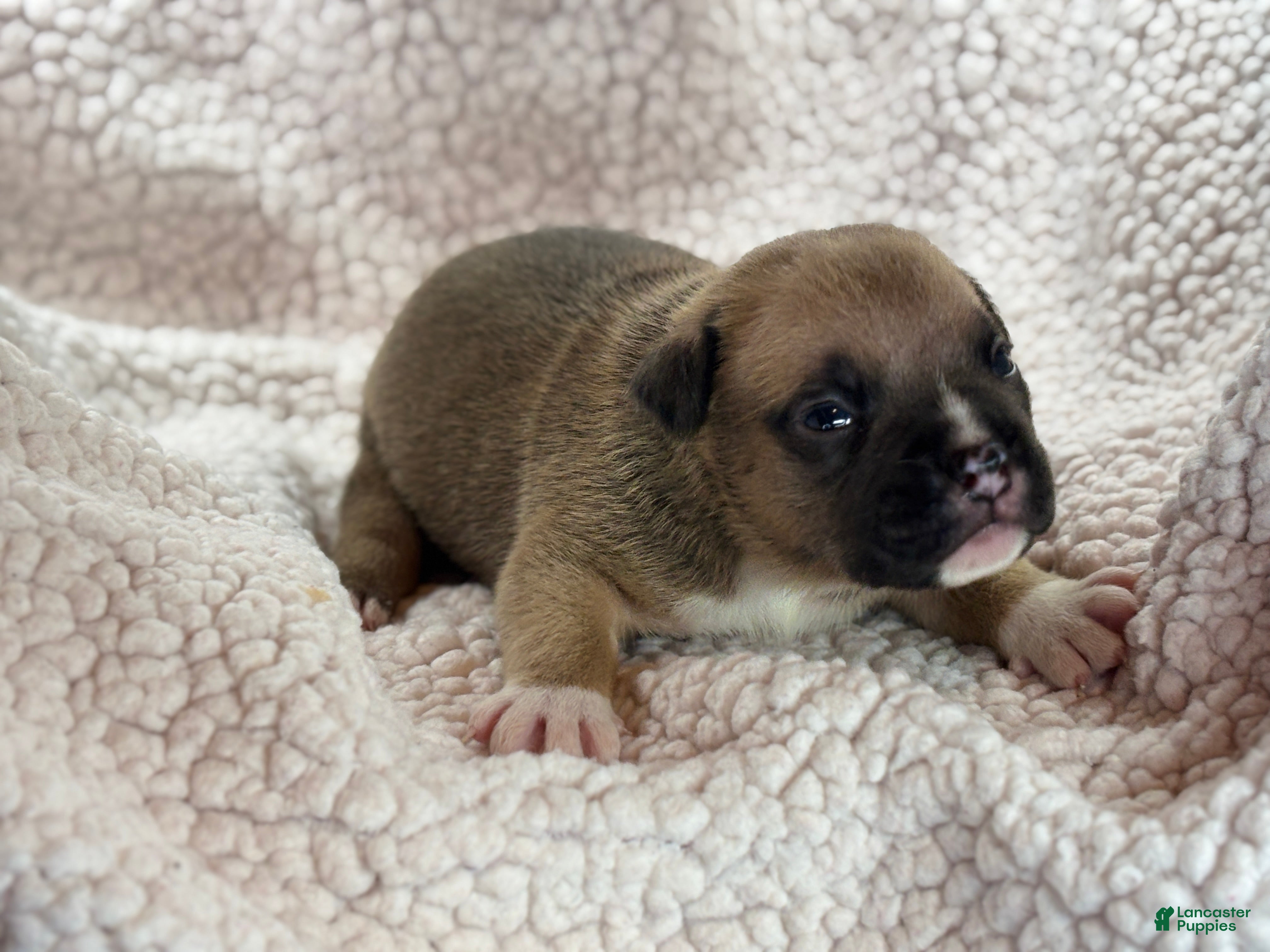 American Bully dogs American Bully Puppy 3 - Ad 3