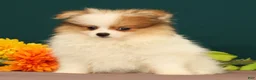 Pomeranian dogs for sale: Tinkerbell - Ad 4
