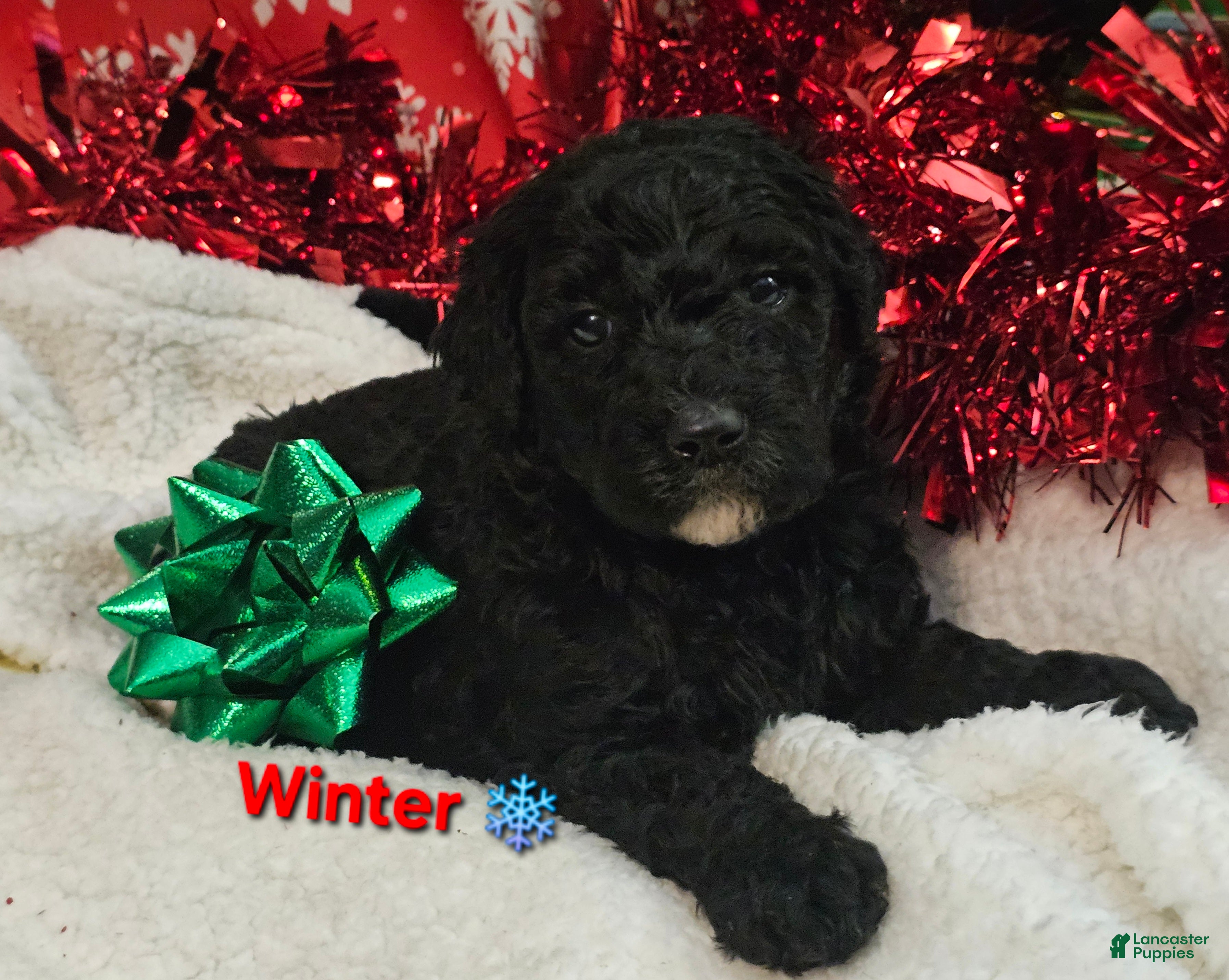 Goldendoodle dogs Winter - Ad 6