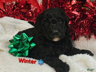 Goldendoodle dogs Winter - Ad 39