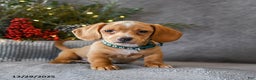 Miniature Dachshund dogs for sale: Sasha - Ad 3