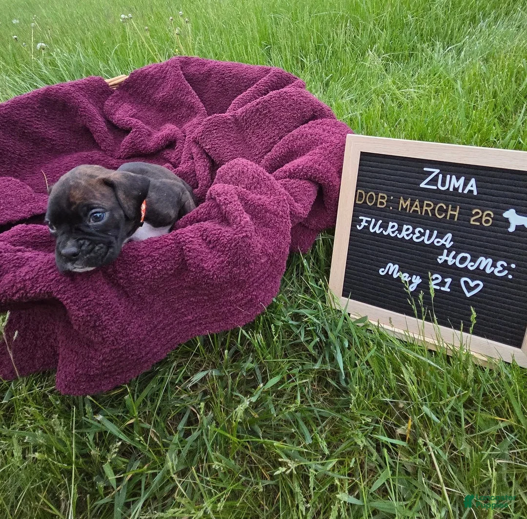 Boxer dogs for sale: Zuma - Ad 2