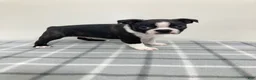 Boston Terrier dogs for sale: Nico Boston Terrier  - Ad 3