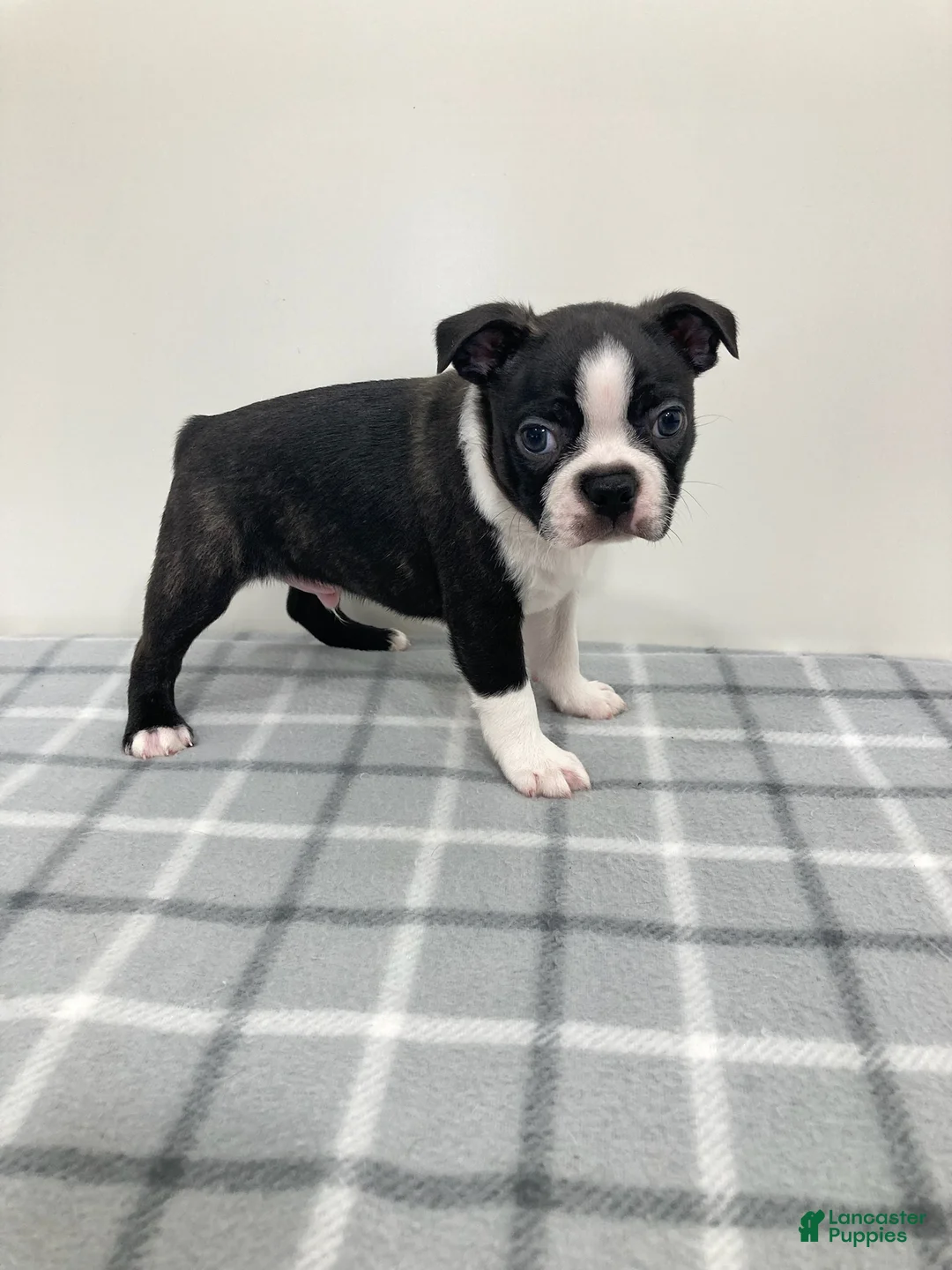 Boston Terrier dogs for sale: Nico Boston Terrier  - Ad 3