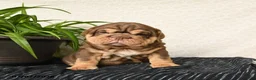 English Bulldog dogs for sale: Ralf - Ad 3