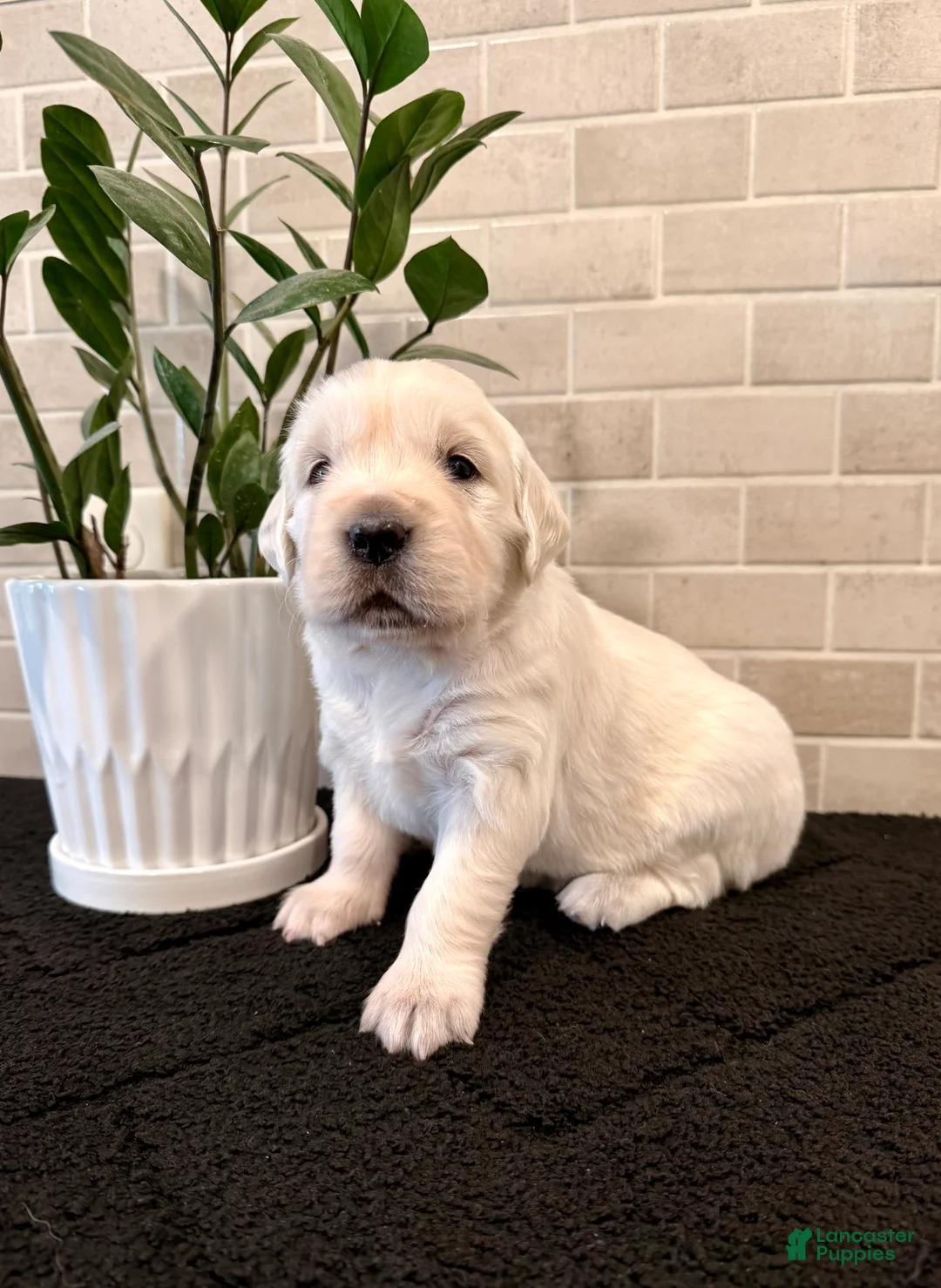 Golden Retriever dogs for sale: Clara - Ad 3