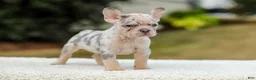 French Bulldog dogs for sale: Master – Lilac & Tan Merle - Ad 9