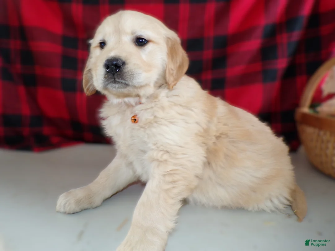 Golden Retriever dogs for sale: Golden Retriever Puppy 7 Brook - Ad 2