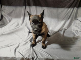 Belgian Malinois dogs - Ad 24