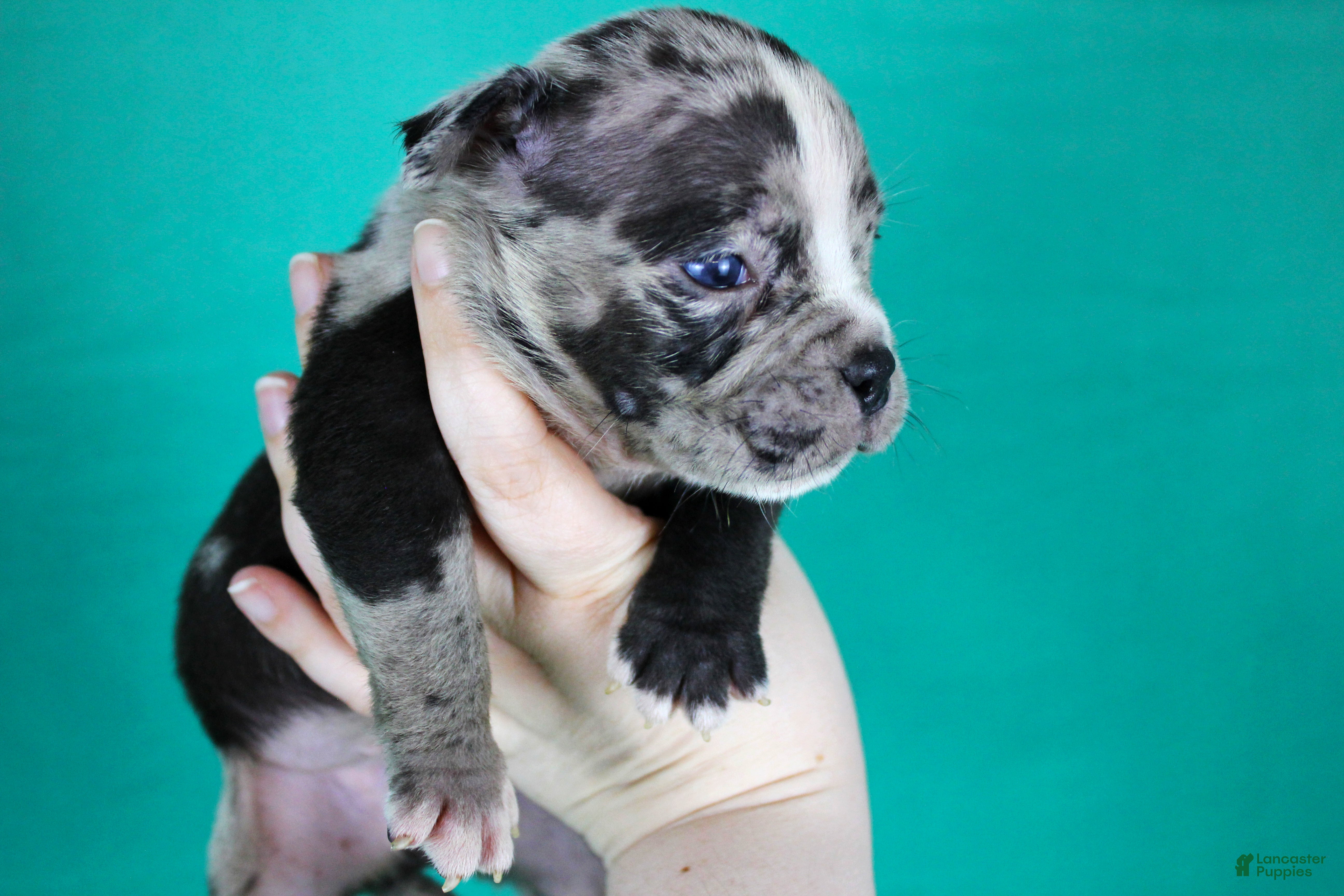 American Bully dogs Black Merle Male - Ad 2
