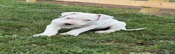 Dogo Argentino dogs for sale: Puppy M3 - Ad 54