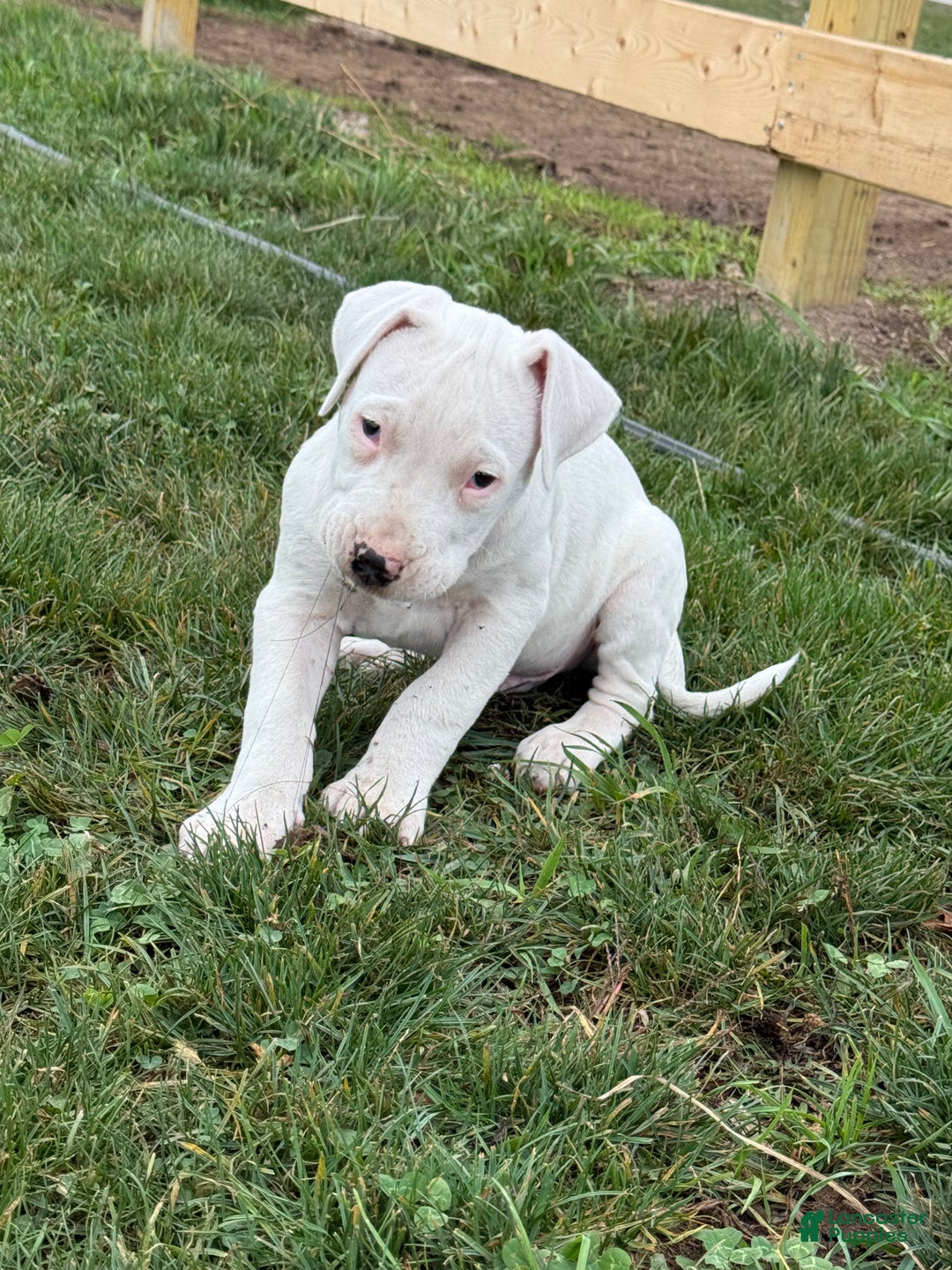 Dogo Argentino dogs for sale: Puppy M3 - Ad 54