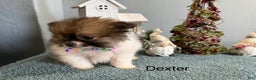 Pomeranian dogs for sale: Dexter  - Ad 1