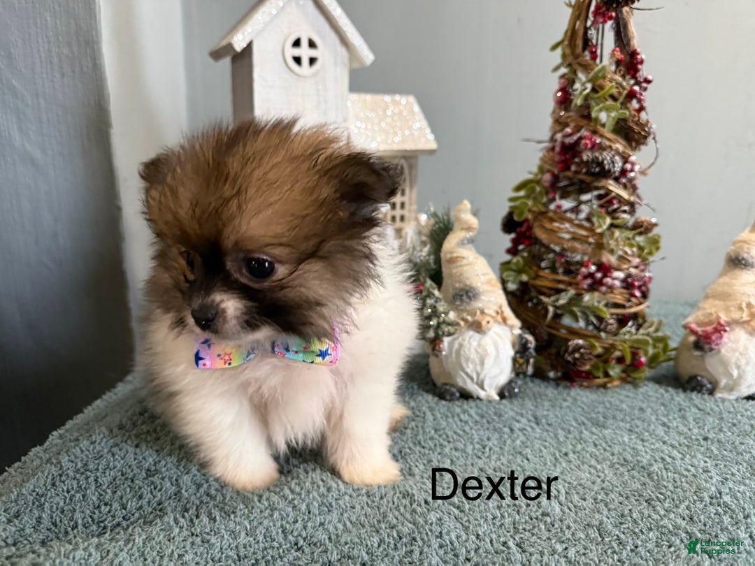 Pomeranian dogs for sale: Dexter  - Ad 1