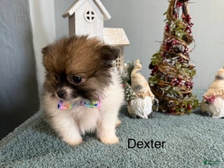 Pomeranian dogs Dexter - Ad 15
