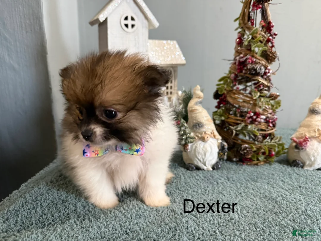 Pomeranian dogs for sale: Dexter  - Ad 1