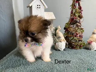 Pomeranian dogs Dexter - Ad 12