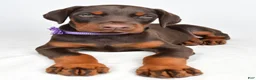 Doberman Pinscher dogs for sale: Beulah - Ad 6