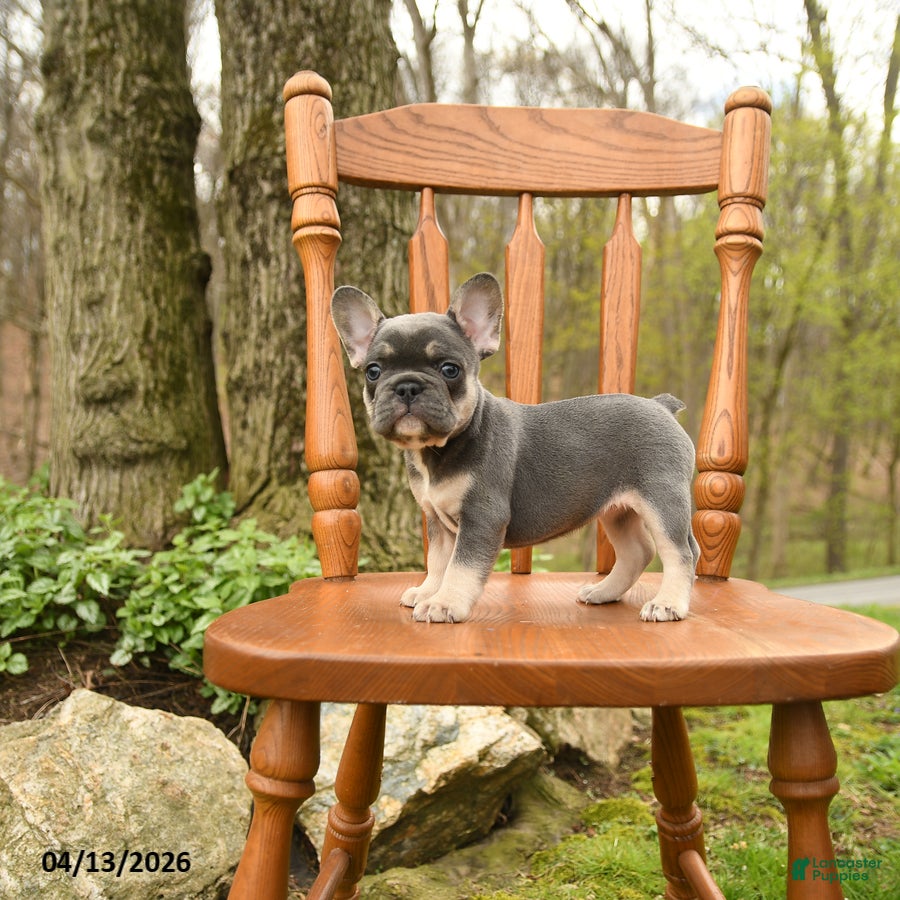 French Bulldog dogs Daisy - Ad 1