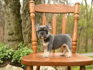 French Bulldog dogs for sale: Daisy - Ad 1