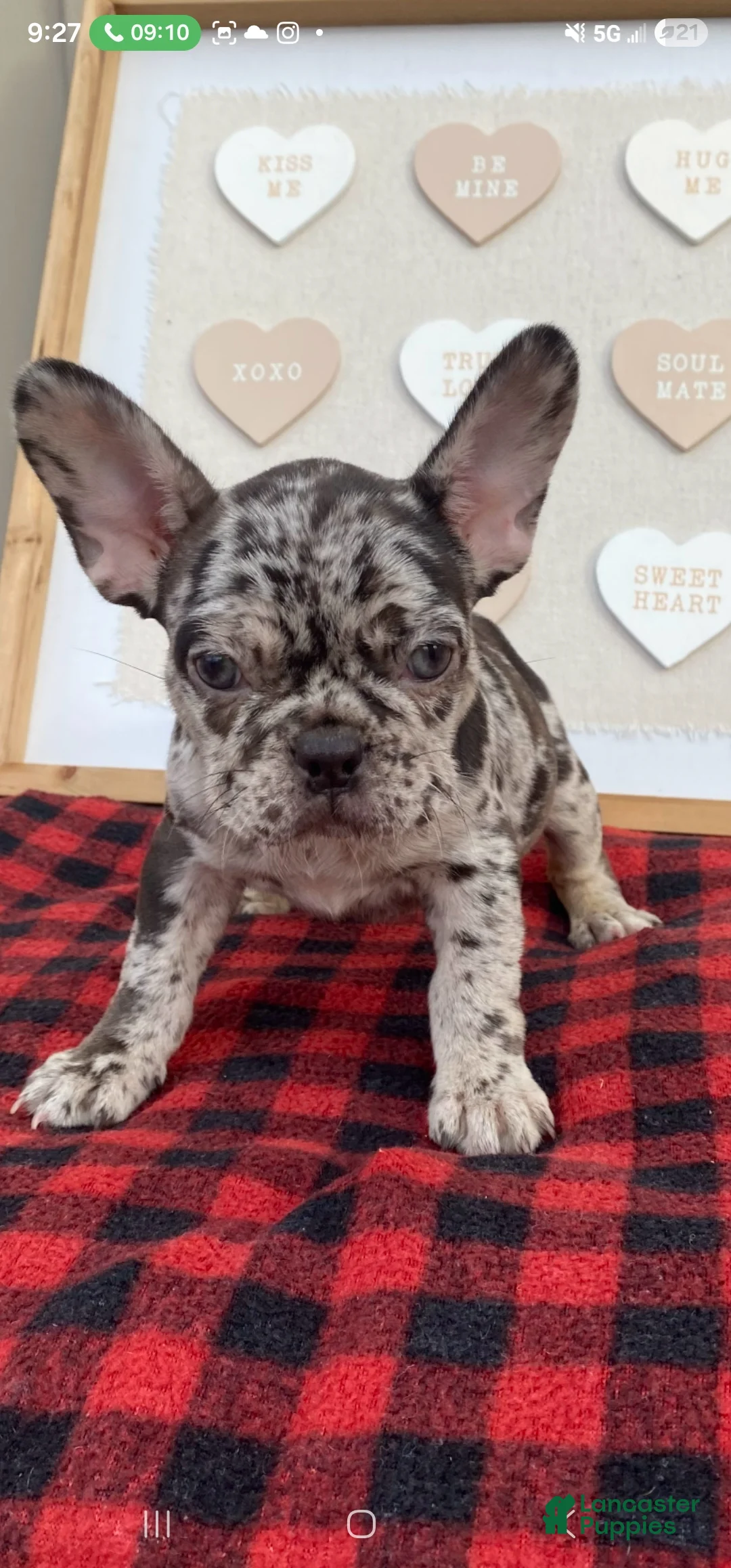 French Bulldog dogs for sale: French Bulldog Puppy 6 - Ad 1