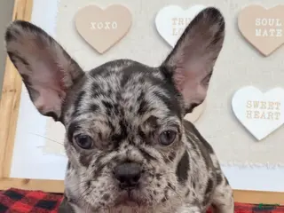 French Bulldog dogs French Bulldog Puppy 6 - Ad 5