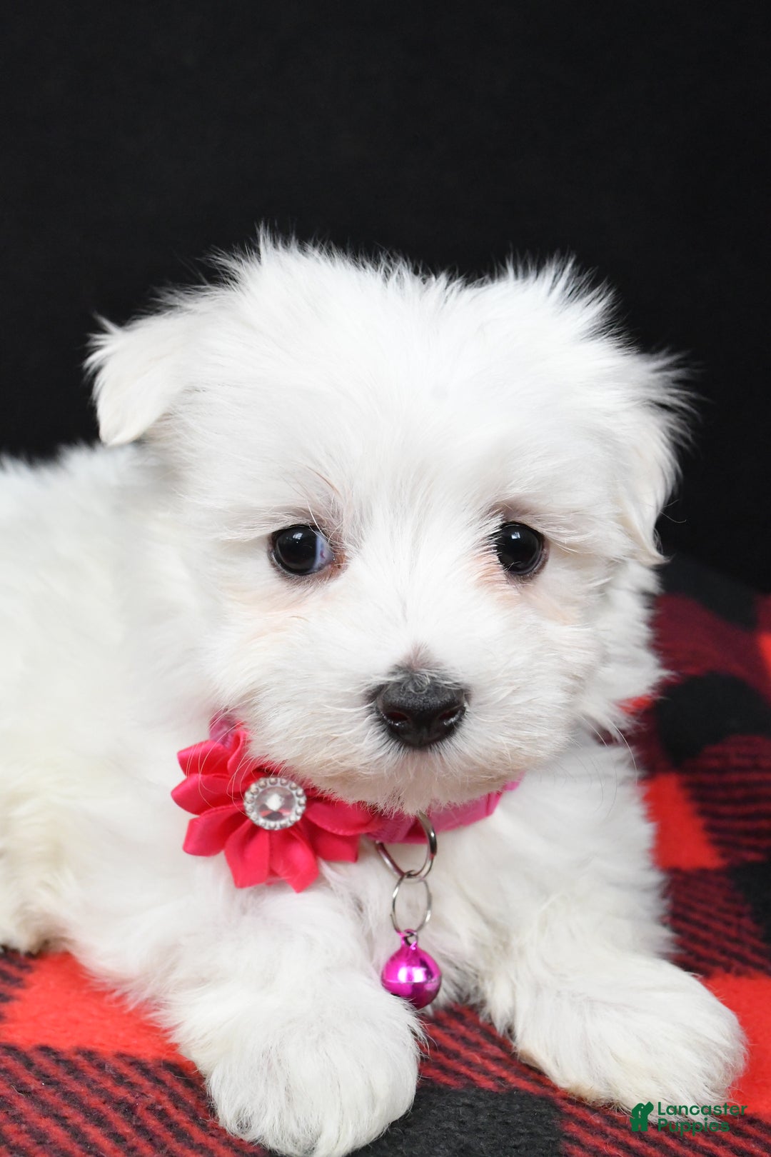 Maltese dogs for sale: Molly - Ad 4