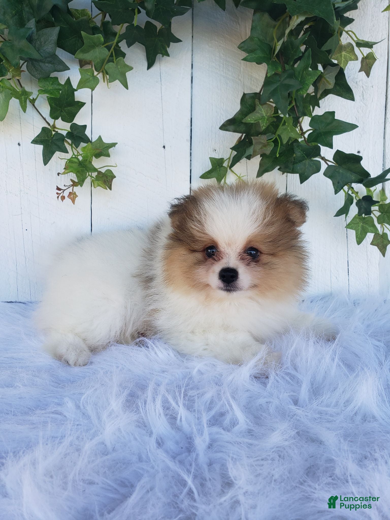 Pomeranian dogs Max  - Ad 2