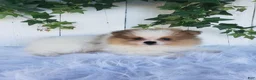 Pomeranian dogs for sale: Max  - Ad 2