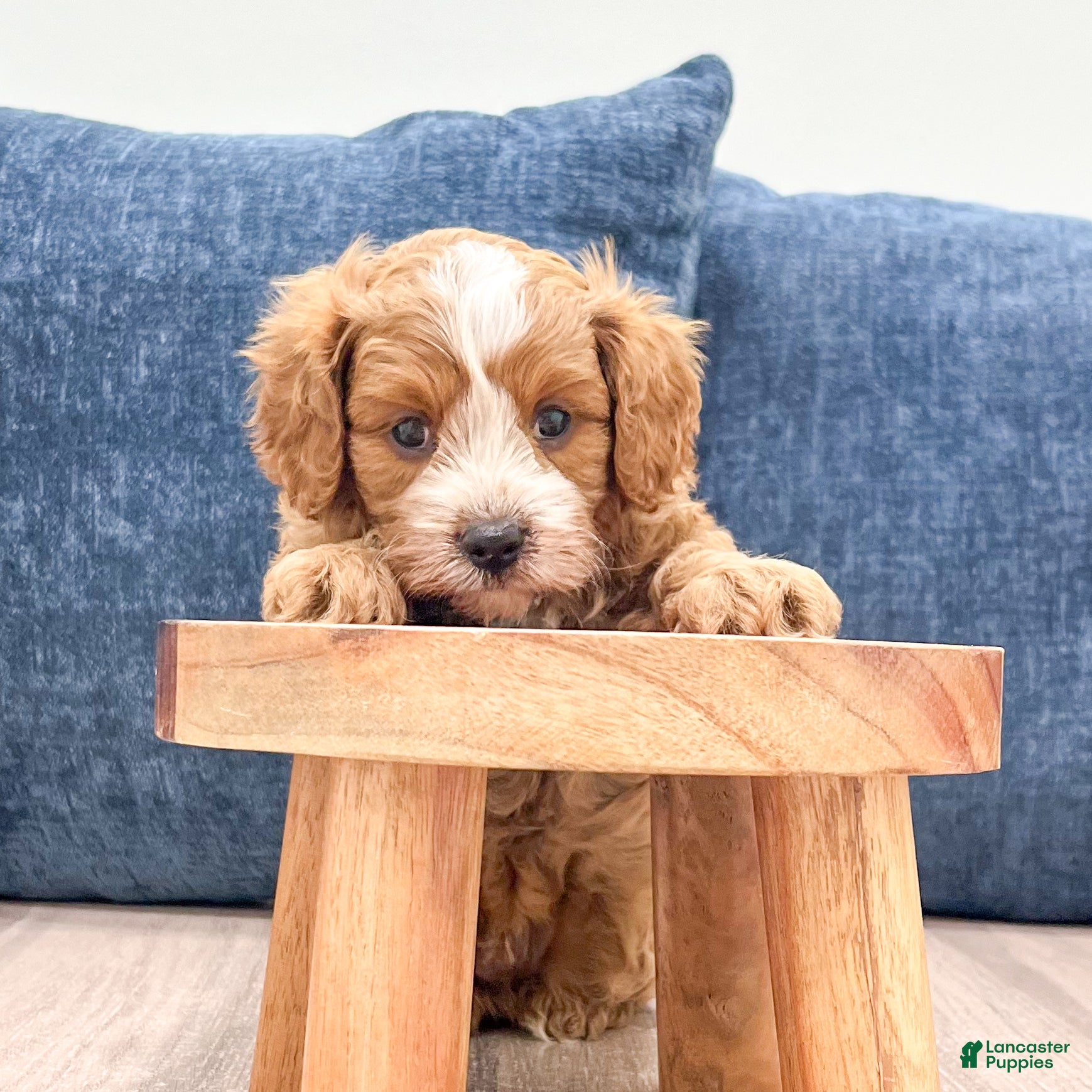 Cavapoo dogs Leo - Ad 2