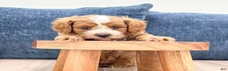 Cavapoo dogs for sale: Leo - Ad 2